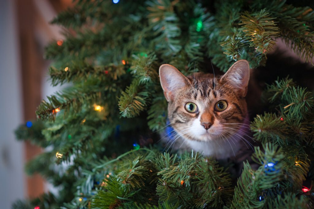 Eine Katze in einem Weihnachtsbaum.